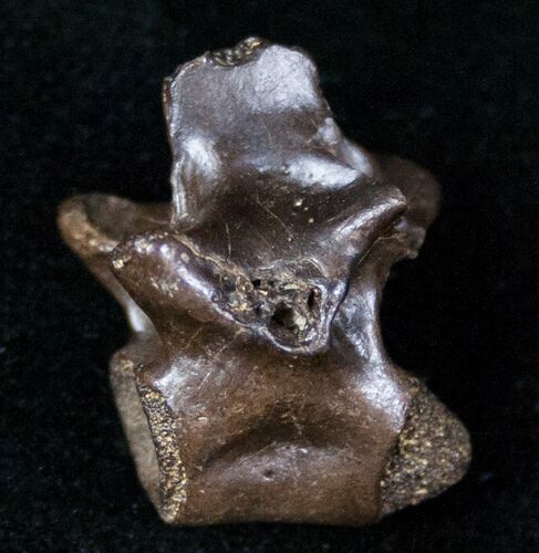 Large Cretaceous Lizard Vertebrae - Hell Creek Formation #12804